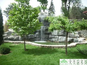 绿化苗木工程案例解析 绿色生态建设的实践与启示