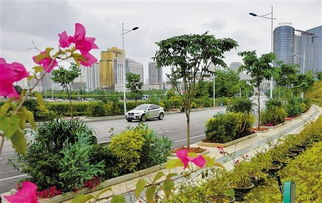 绿城花韵四季香——南宁17条精品线路与园林绿化之美