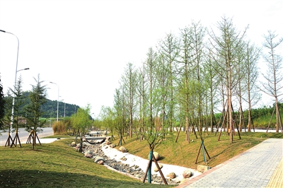 都梁新区沿福德大道段绿化工程预计4月建成投用，打造生态宜居新画卷