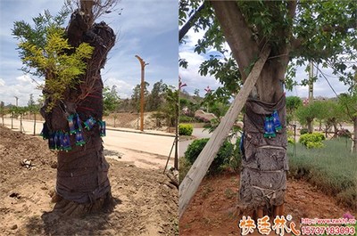 绿化大树养护营养液选择指南 功效、用法与品牌推荐