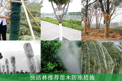 绿化工程中树苗的防冻养护指南 方法与防冻剂选择