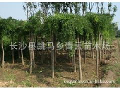 特价批发供应大量精品龙爪槐，助力绿化工程降本增效