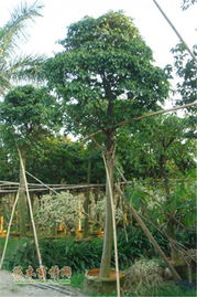 佛山市佑强园林绿化工程 构筑绿色生态城市新篇章