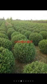 绿化工程 建设和谐宜居城市的重要途径