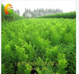 天狼网 一站式花卉园林采购平台，连接淘宝与绿化工程