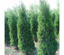 蜀桧龙柏苗 优质绿化苗木的选择与种植指南