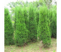 绿化工程产品库 构建生态城市的基石