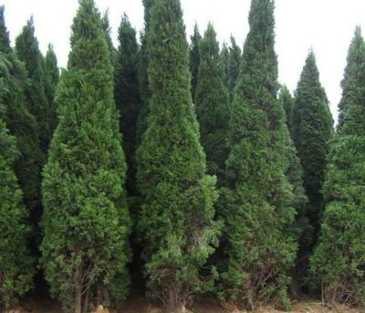 蜀桧苗 绿化工程的理想选择