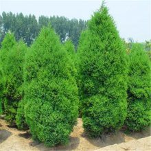 四季常青的绿化工程首选 蜀桧球与桧柏苗的长期供应